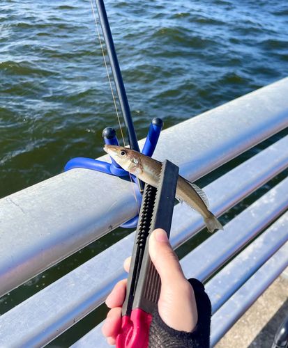 シロギスの釣果