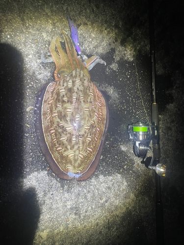 カミナリイカの釣果