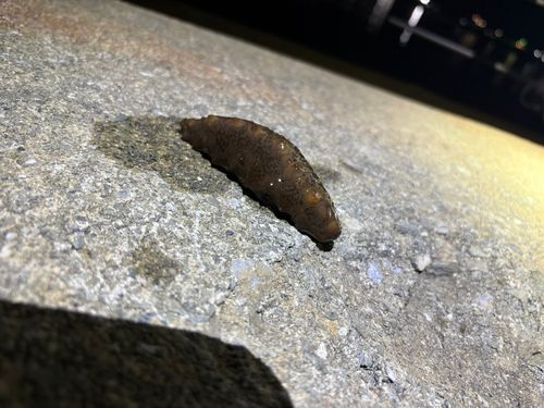 ナマコの釣果