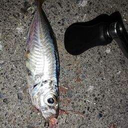 アジ