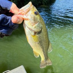 ラージマウスバス