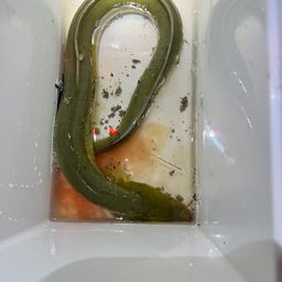 ウナギ