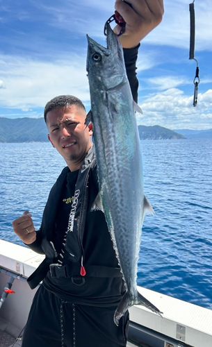 サゴシの釣果