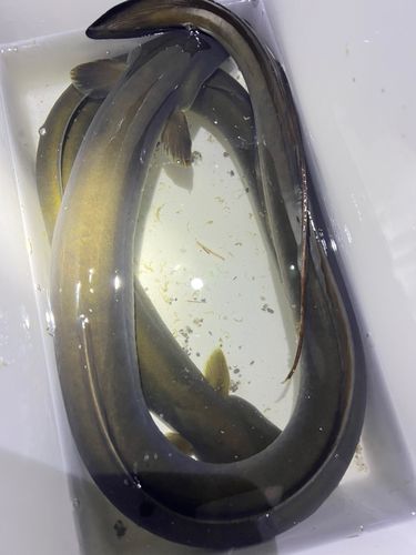 ウナギの釣果