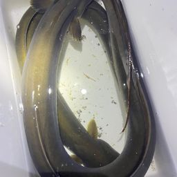 ウナギ