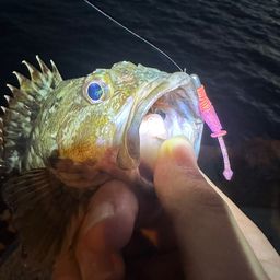 カサゴ