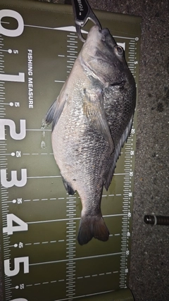 クロダイの釣果