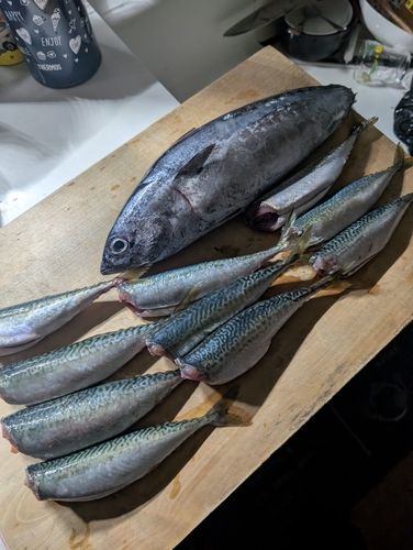 ソウダガツオの釣果