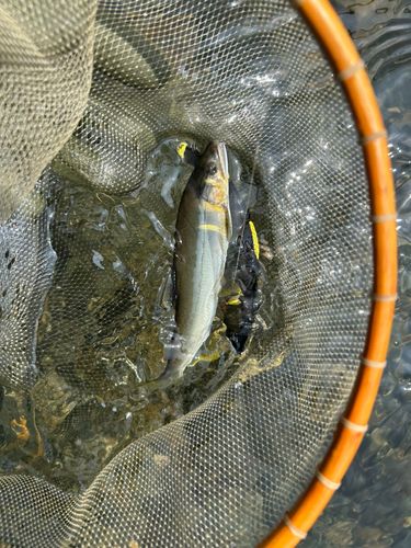 アユの釣果