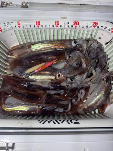 スルメイカの釣果