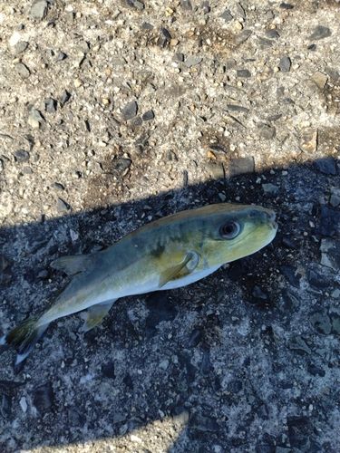 シロサバフグの釣果