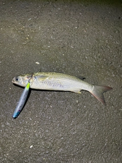 ボラの釣果