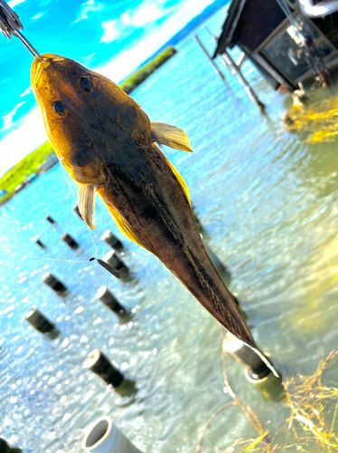 マゴチの釣果