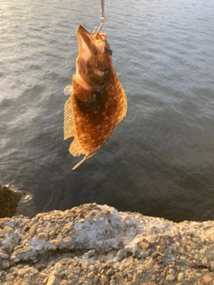 ソゲの釣果