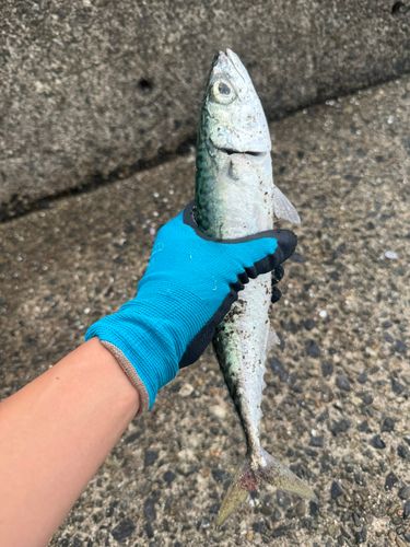 サバの釣果