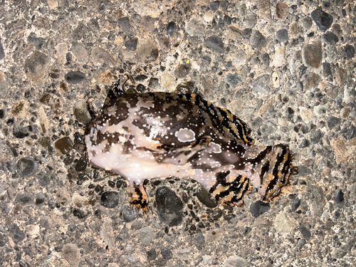 ハナオコゼの釣果