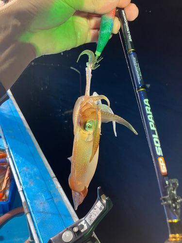 ケンサキイカの釣果