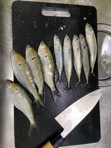 コノシロの釣果