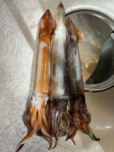 イカの釣果