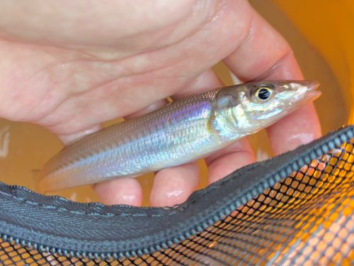 シロギスの釣果