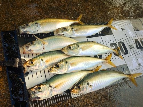 マルアジの釣果
