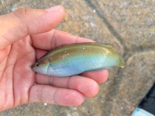 ホンベラの釣果