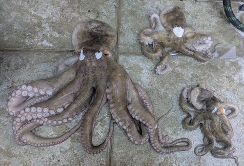 マダコの釣果