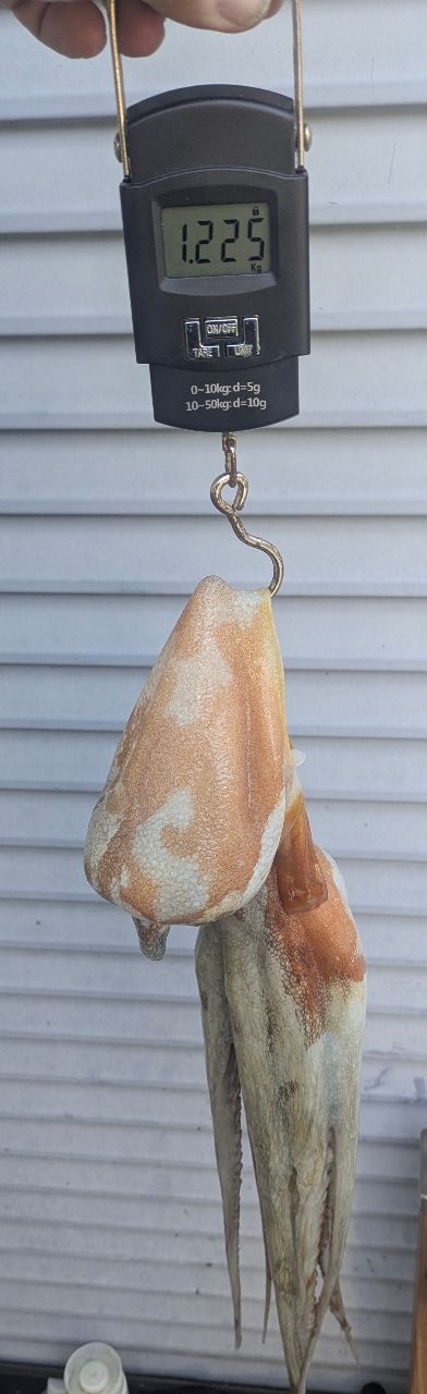 タコタチさんの釣果 2枚目の画像