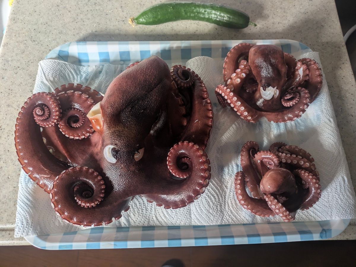 タコタチさんの釣果 3枚目の画像