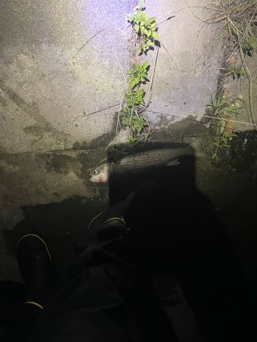 ボラの釣果