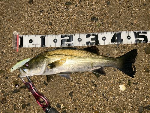 シーバスの釣果