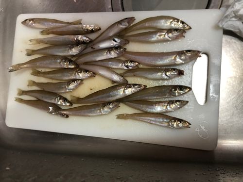 キスの釣果