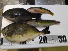 アイゴの釣果