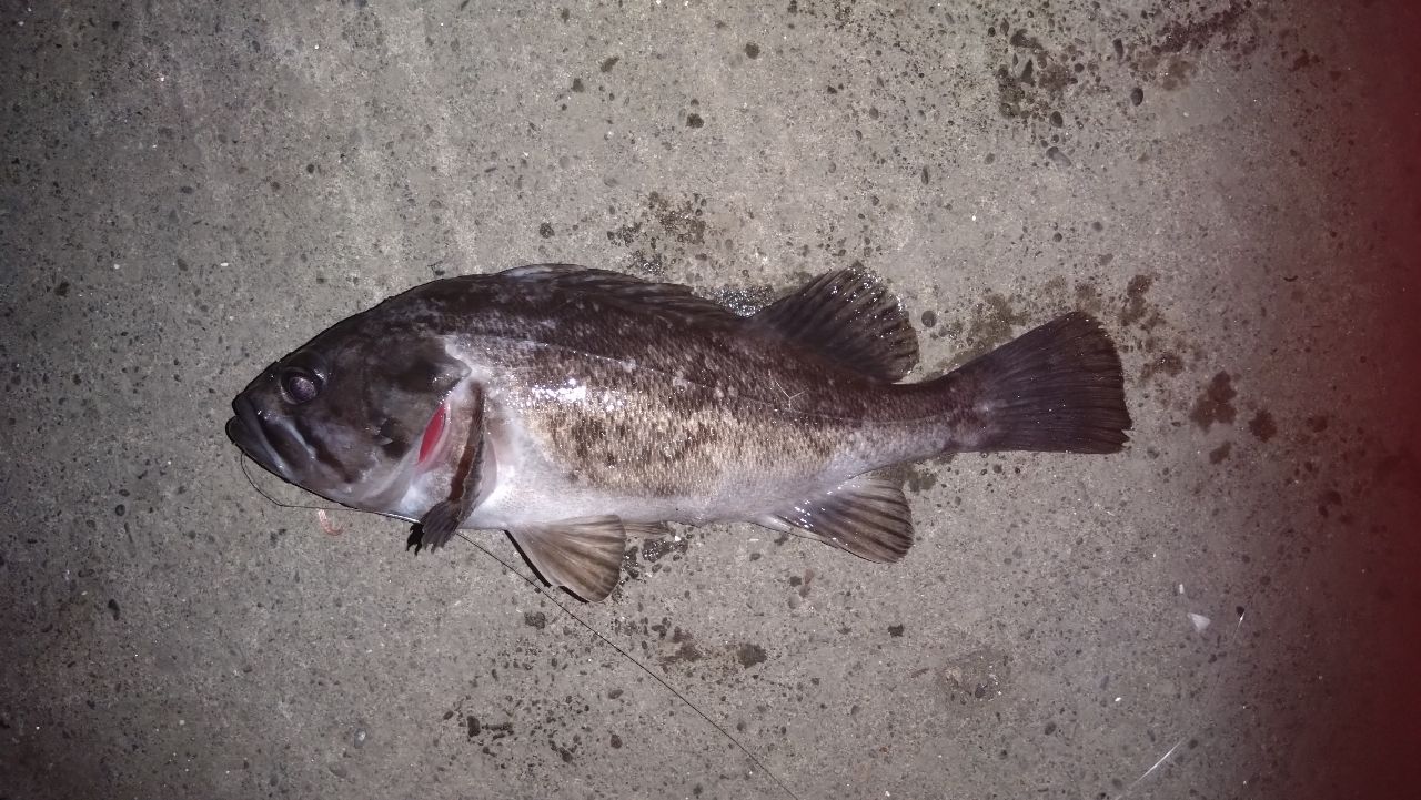クロソイ