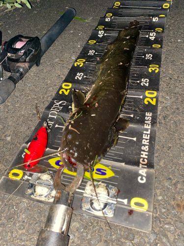 ナマズの釣果