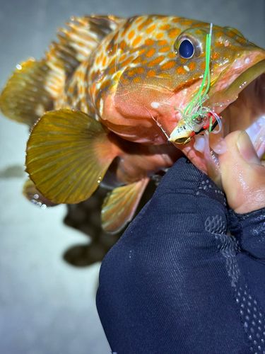 アコウの釣果
