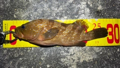 アコウの釣果