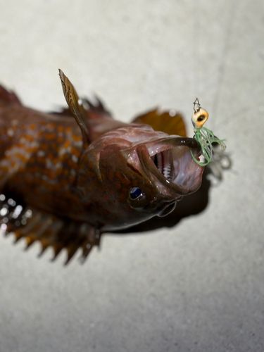 アコウの釣果