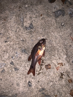 ネンブツダイの釣果