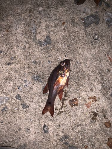 ネンブツダイの釣果
