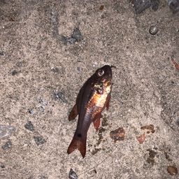 ネンブツダイ