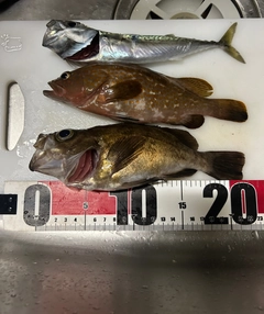 キジハタの釣果