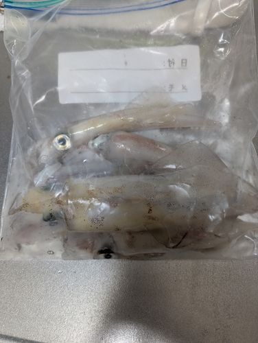 シロイカの釣果