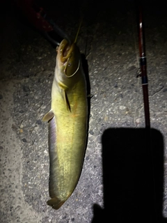 マナマズの釣果