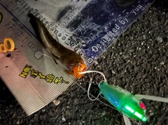 マナマズの釣果