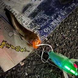 マナマズ