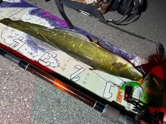 マナマズの釣果