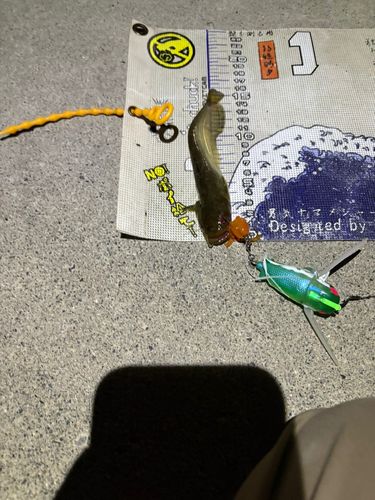 マナマズの釣果
