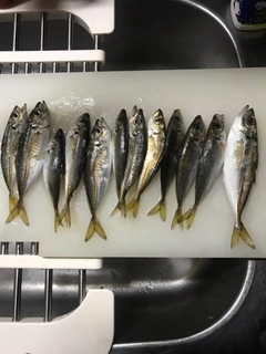アジの釣果