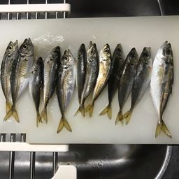 アジ